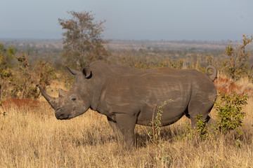 Obraz premium white rhinoceros in africa