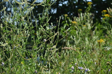 green grass and flowers