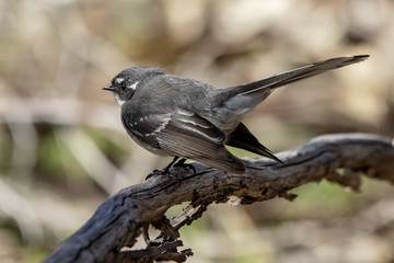 Obraz premium Grey Fantail (Rhipidura albiscapa)