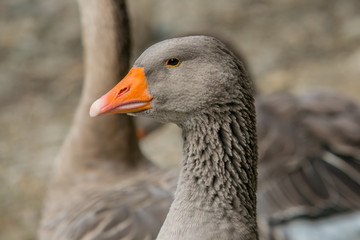 Portrait of grey colored greylag goose, Anser anser, with orange beak, detail of head, black eye, feathers, blurry background, another goose behind