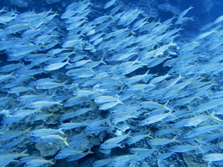 Large School of Tropical Fish in Blue Ocean Water