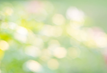 Sunny abstract green nature background and bokeh lights