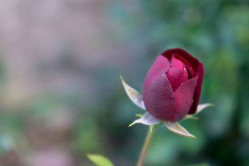 Obraz premium Red Rose