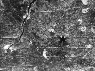 Under Sea Concrete Cracked Wall with Fish and Sea Urchin Black and White
