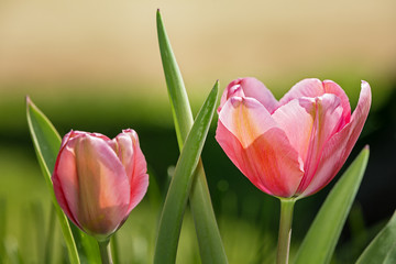 Naklejka premium Tulips in the Spring sunlight