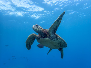 Obraz na płótnie Canvas Low Angle Close Up Sea Turtle Swimming in Blue Ocean with Surface in Background