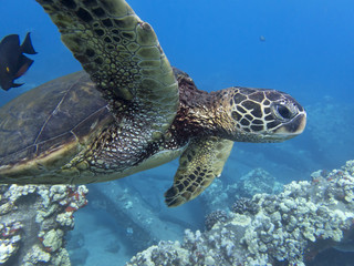 Close Up Face Sea Turtle Profile Under Ocean with Blue Background