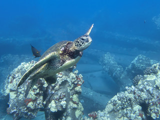 Naklejka na ściany i meble Close Up Sea Turtle in Deep Blue Water with Fish