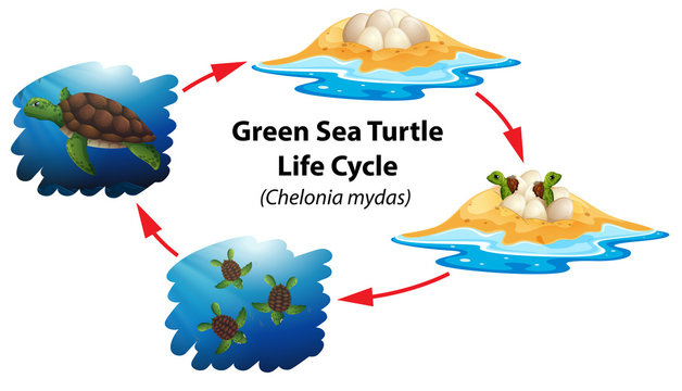 Green sea turtle life cycle