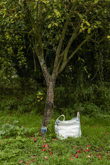 Red apples under an apple tree with bag