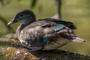 Mandarin duck female (Aix galericulata)