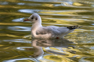 Black-headed gull (Chroicocephalus ridibundus)