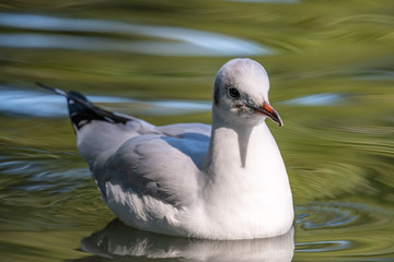 Black-headed gull (Chroicocephalus ridibundus)