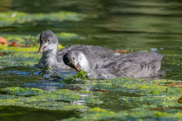 Young Eurasian coot (Fulica atra)