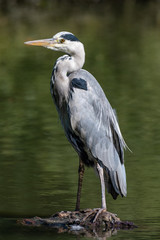 Grey Heron (Ardea cinerea)