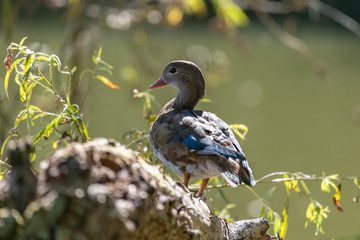 Mandarin duck female (Aix galericulata)