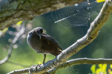 Common moorhen (Gallinula chloropus)