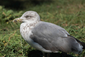 Aves de paseo