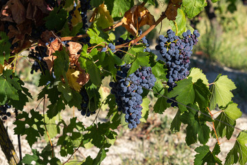 Bunches of very ripe red wine grapes ready for harvest. Vineyards in the monferrato hills, Piedmont, Italy.