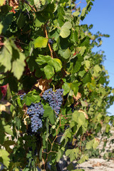 Bunches of very ripe red wine grapes ready for harvest. Vineyards in the monferrato hills, Piedmont, Italy.