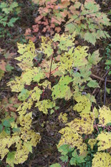 spotted maple leaves