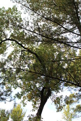 criss cross trees
