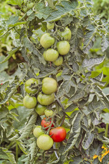 Tomatoes on a shrub still unripe,  Lycopersicon esculentum, Solanum lycopersicum, Bavaria, Germany, Europe