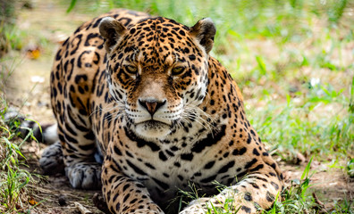Jaguar with an angry stare.