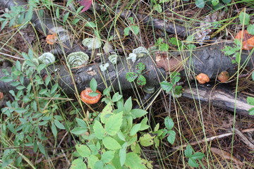 interesting mushroom cluster