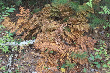 dead ferns