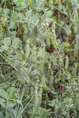 Peas in pods, vegetable patch, Pisum sativum L. convar, Bavaria, Germany, Europe