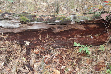 rotten log
