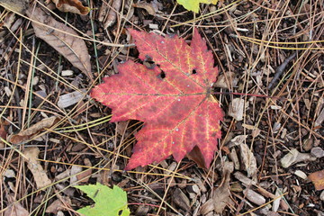 red maple leaf