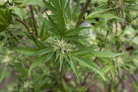 Outdoor cannabis plant