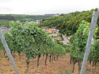 Fototapeta na wymiar Moselle vineyard on slope with village in the valley