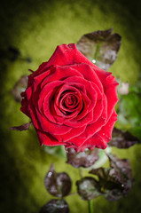 Red rose with drops of dew on green background.