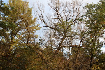 Obraz premium fall trees