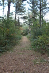 forest path and sunlight