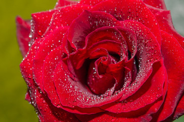 Red rose with drops of dew on light background.