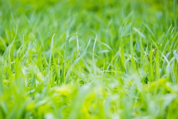Green spring grass in close up