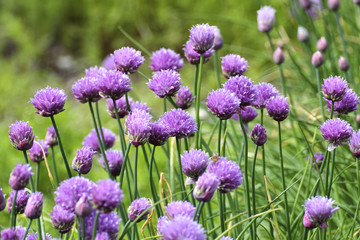Flowers of chives, Chives with flowers, Allium schoenoprasum, Bavaria, Germany, Europe
