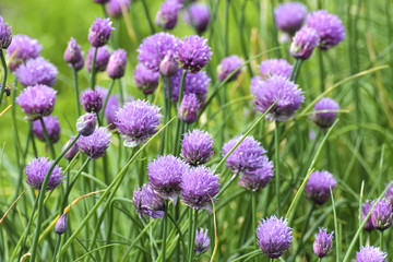 Obraz premium Flowers of chives, Chives with flowers, Allium schoenoprasum, Bavaria, Germany, Europe