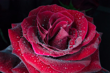 Red rose with drops of dew on black background.