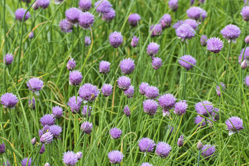 Flowers of chives, Chives with flowers, Allium schoenoprasum, Bavaria, Germany, Europe