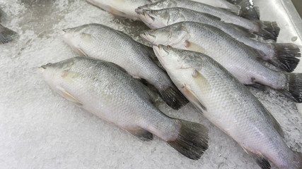 Fresh fish Snapper raw on ice sold in supermarkets. Seafood in the shop window. Buy for cooking. food concept. Top view, copy space.