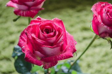Red rose with drops of dew on light background.