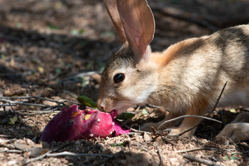 A desert cottontail rabbit, Sylvilagus audubonii, eating a red prickly pear cactus fruit in the Sonoran Desert. A cute bunny, enjoying a meal from cacti. Pima County, Tucson, Arizona, USA.