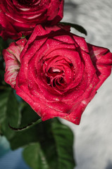 Red rose with drops of dew on light background.