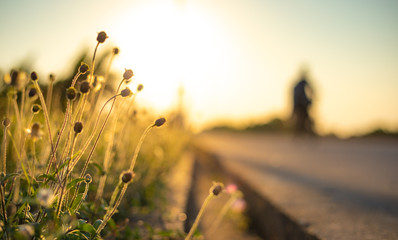 In the autumn morning, the small wild flowers on the side of the road. The rider in the morning.
