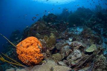 Barrel sponge on coral reef at Bonaire Island in the Caribbean